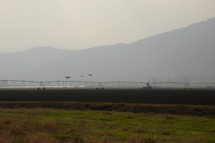 cranes in flight over the irrigation system